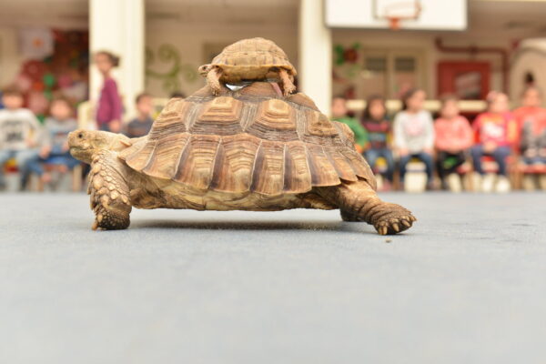 Animals Show By Our Show - Image 2