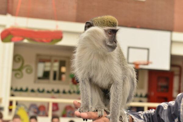 Animals Show By Our Show
