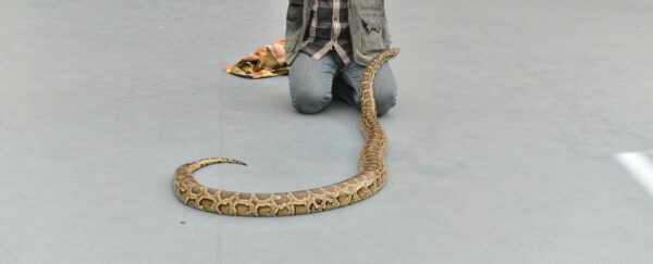 Animals Show By Our Show - Image 6