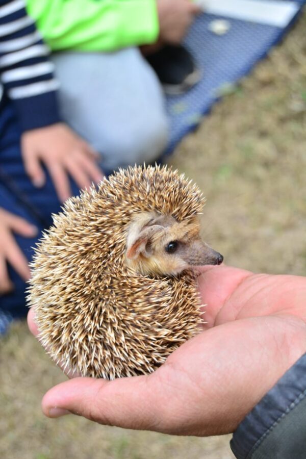 Animals Show By Our Show - Image 5
