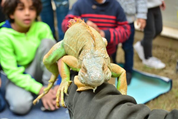 Animals Show By Our Show - Image 3